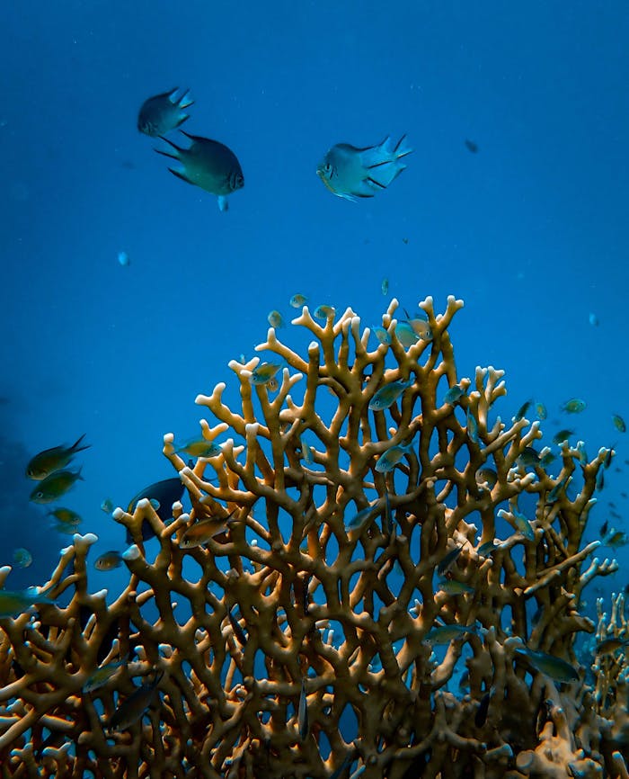 Fishes near Coral Reef