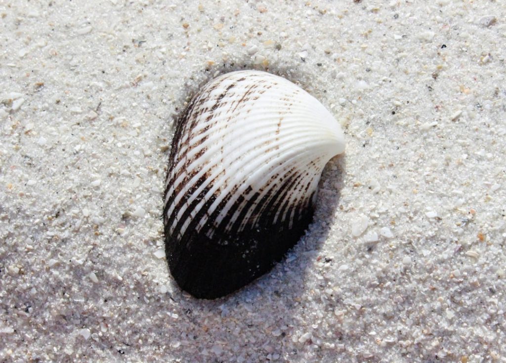 white-and-black-seashell-on-white-sand-8lkimhm6qea
